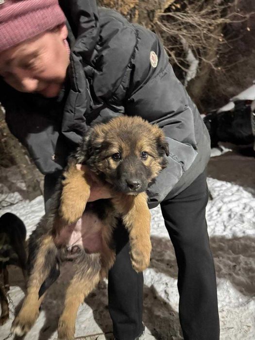 Щенята и мама в добрые руки