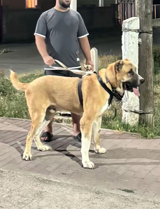 Сао тобет супер тяж