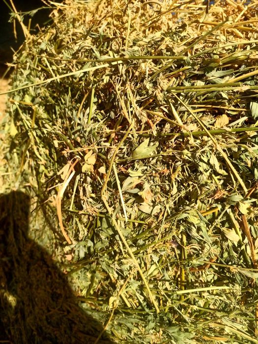 Vand baloti de lucerna de 150