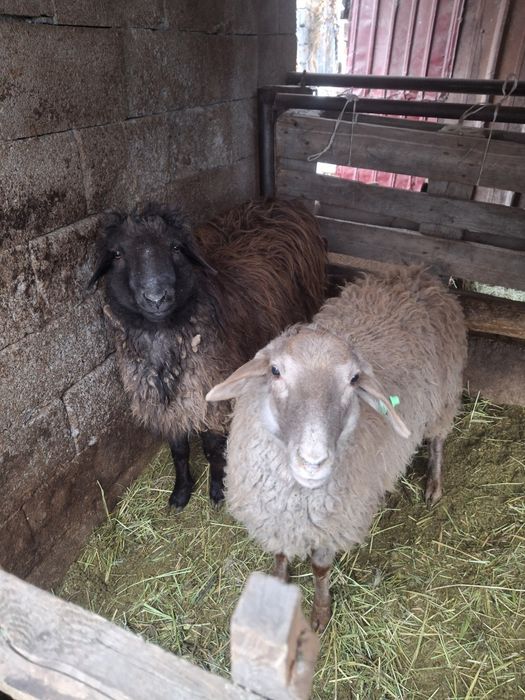 Продам тоштушек (кошкары )