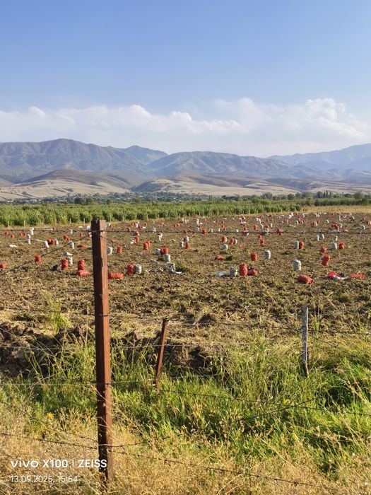 Картошка семена сорт Гала