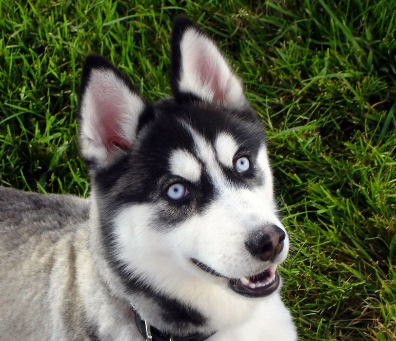 Сибирьский хаски