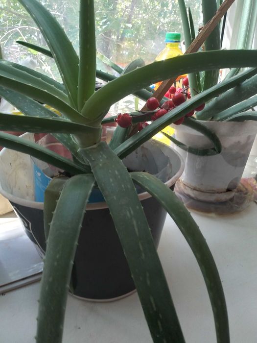 Алое Вера , столетник