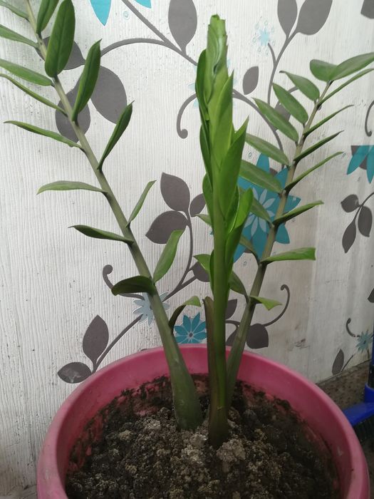 Срочно продам долларовое дерево