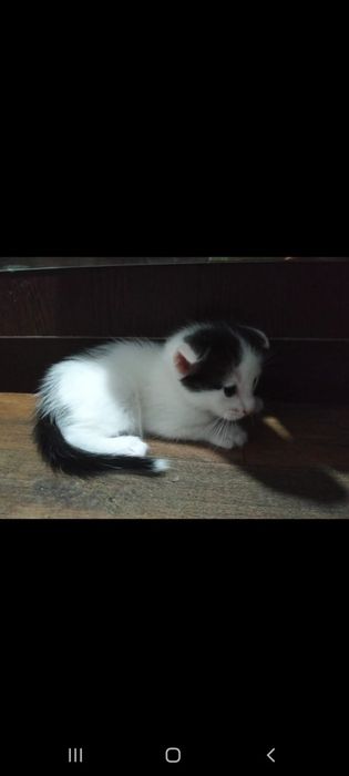 Котята вислоухие