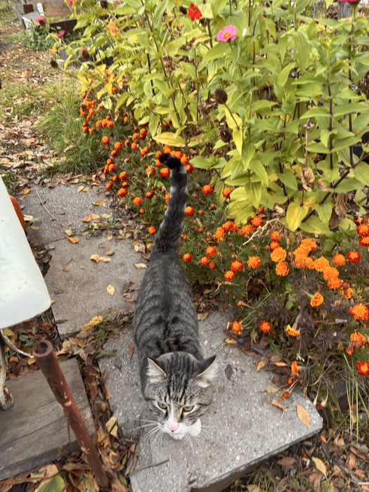 Отдадим котика в хорошие руки