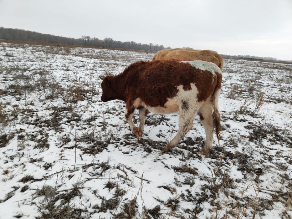 Продам тёлок полтарашек