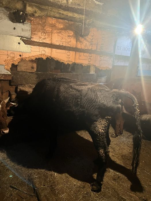 Бұқа  сатылады саудасы бар 2 бас