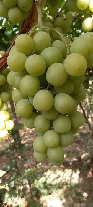 УЗУМ кучатларимизни 35 хил сорти бор сортига кафолат берамиз