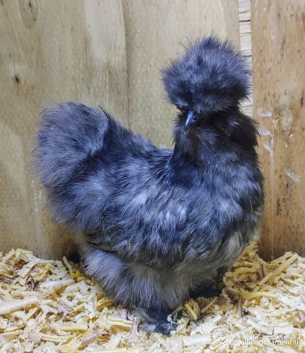 Американский шолк тухум жужалар бор сотилади манзил шахрихон