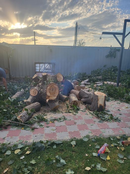 Спил деревьев обрезка плодовых деревьев