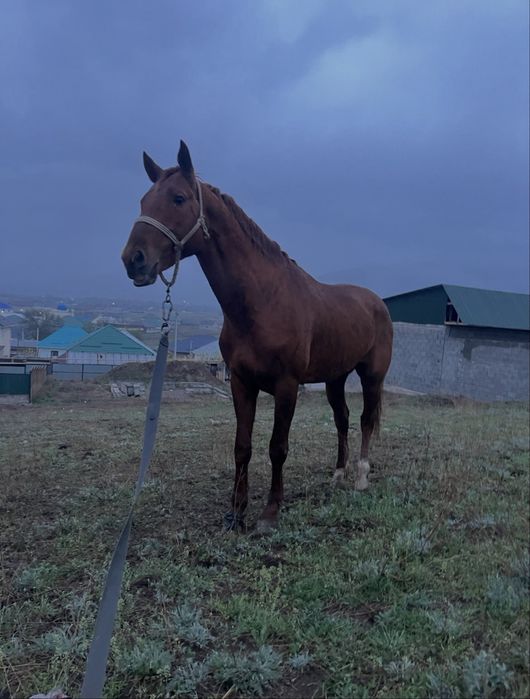 Лошади/донен сатылады