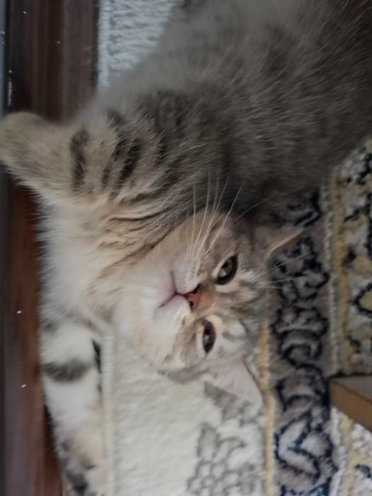 Продаётся скотиш страйт  3.5 месяца