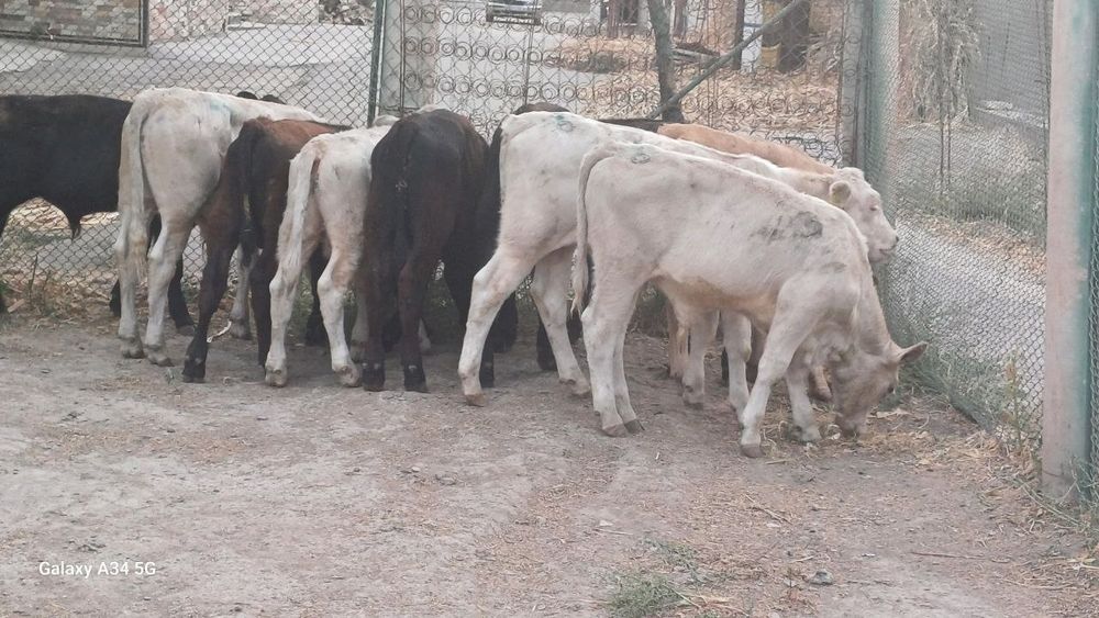 Angus, Limuzin, Avlokul sifatli qoramollari sotiladi