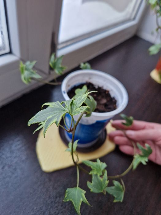 Комнатное растение