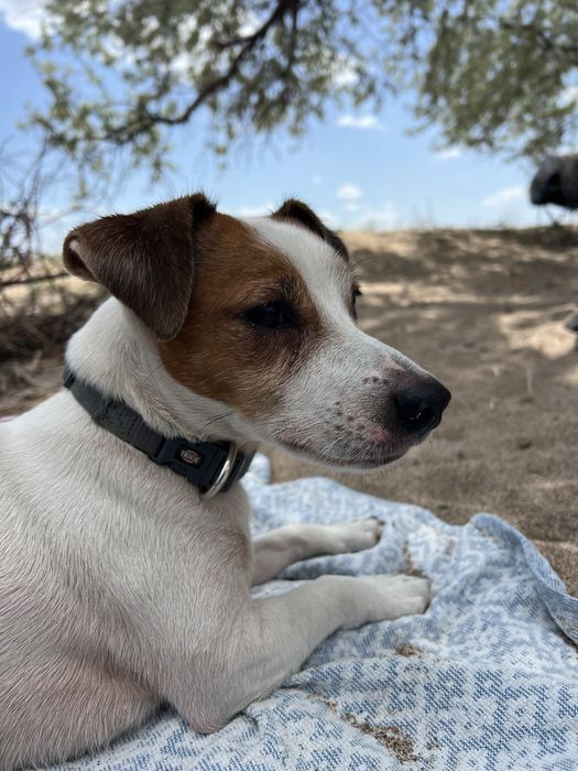 Джек Рассел вязка.