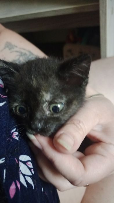 Кошечка ищет дом