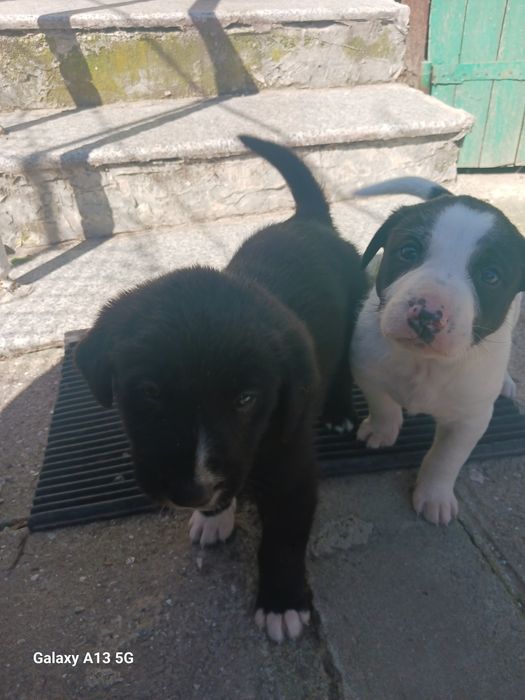 Подарявам овчарка