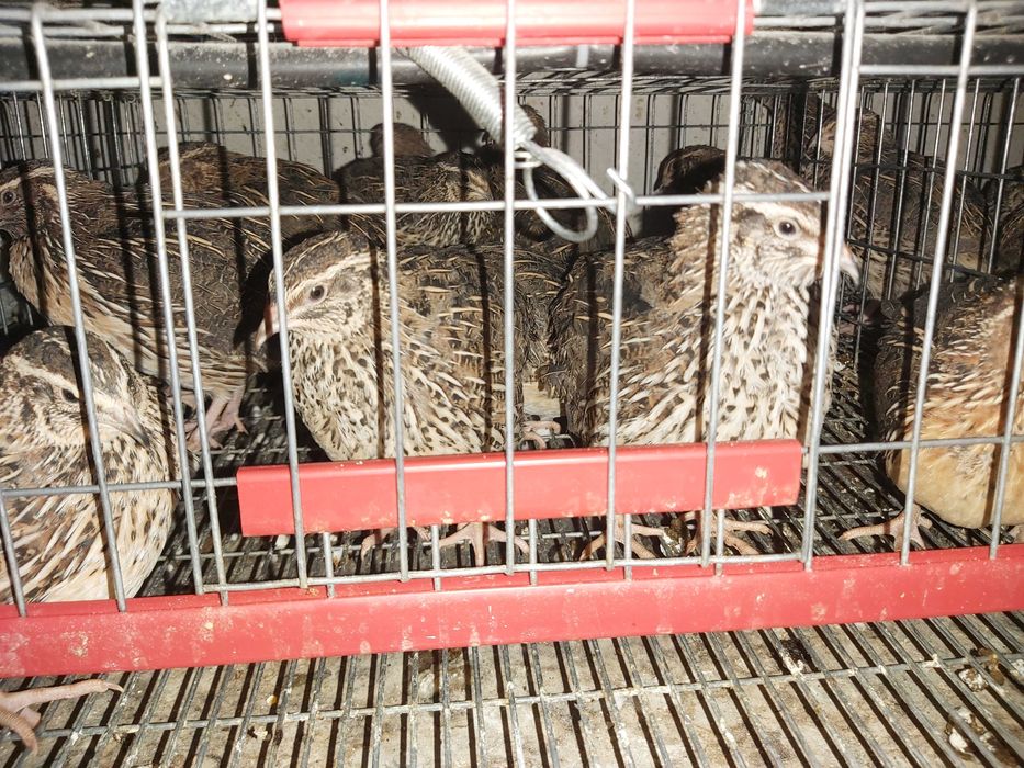 Prepelite outoare rasa Japoneza