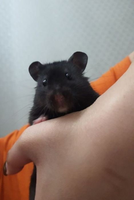 Хомяки домашние,здоровые