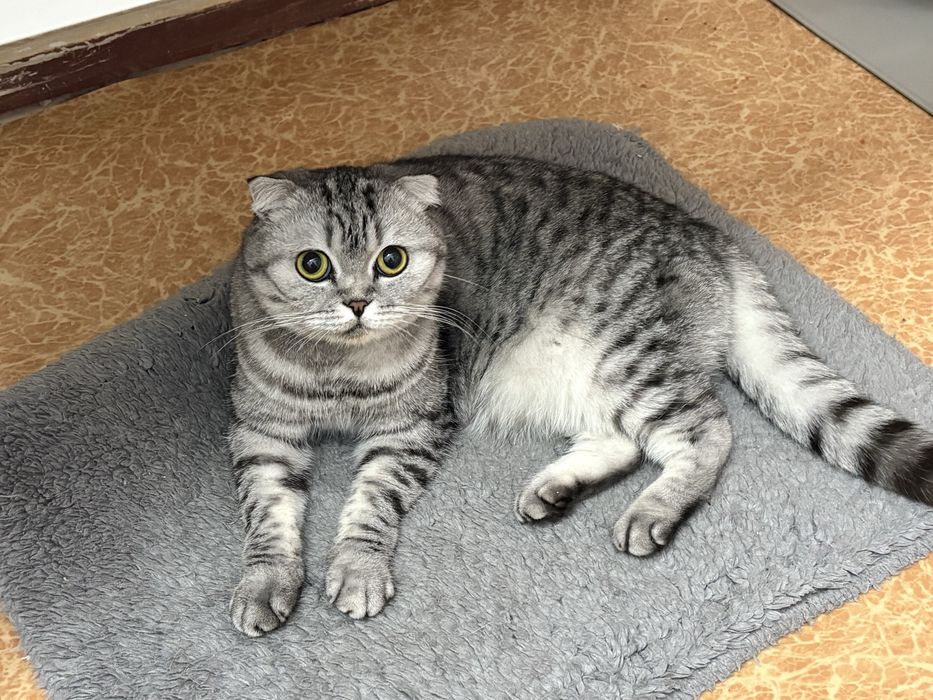 отдам кошку в добрые руки