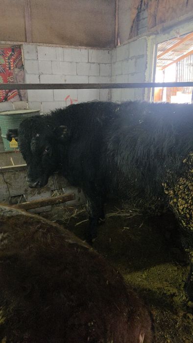 Бычки подсосы ангус ауликоль