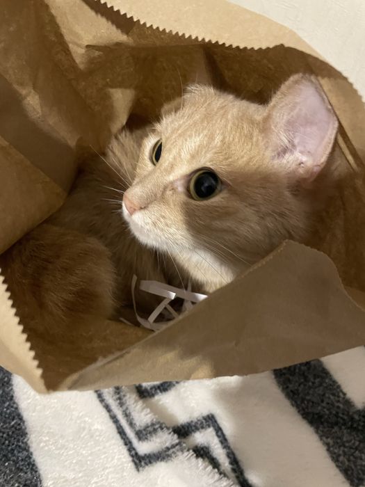 ПРОПАЛА КОШКА! В районе Ахмирова