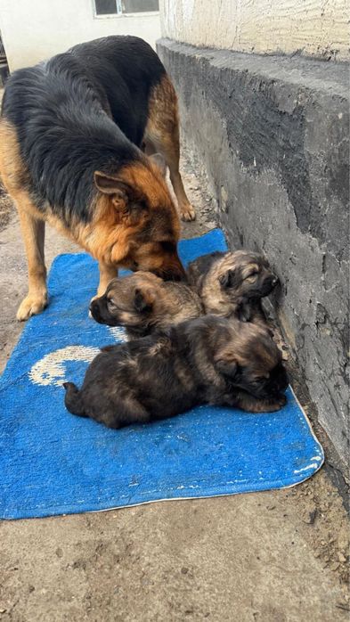 Продам щенков договорная цена