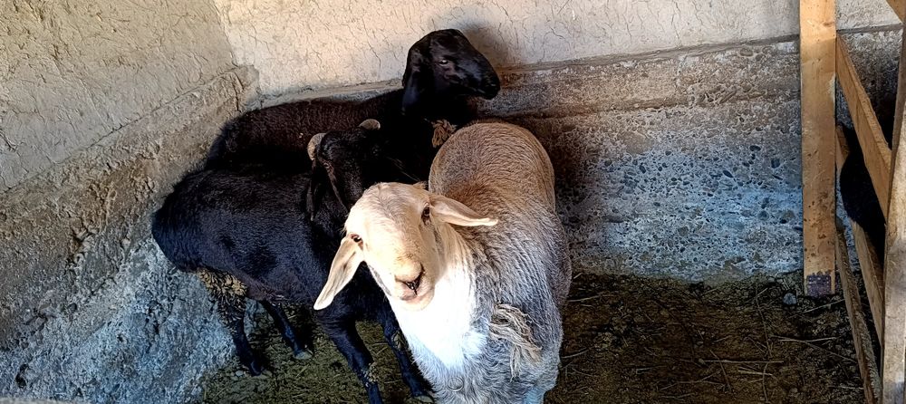 Хисори кучкорлар сотилади соглом еб ичиши зур гуш ва бокиш йуналишига