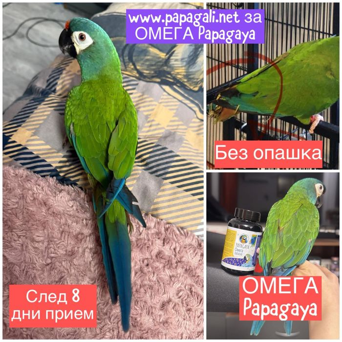Добавка за здраво оперение за папагал / начупени пера OMEGA PAPAGAYA