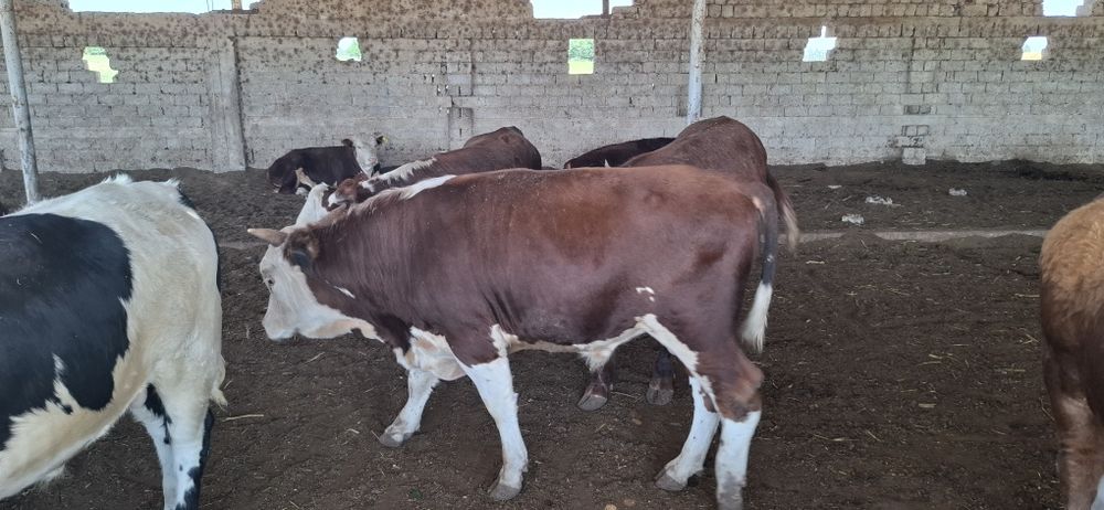 Buqala sotiladi rossiyadan opkelingan 30 bosh