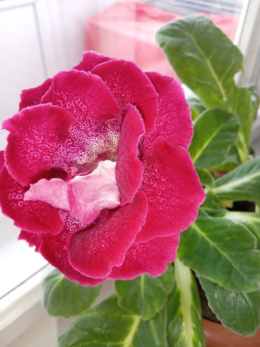 Продам отросток глоксинии