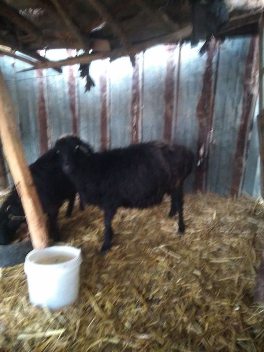 Ona bola sotiladi onasi buxoz narxi 7mln