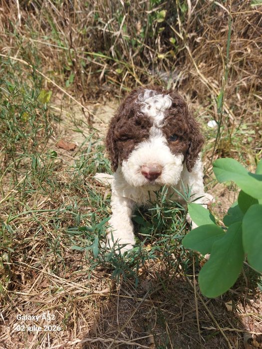 Lagotto romagnolo baiat