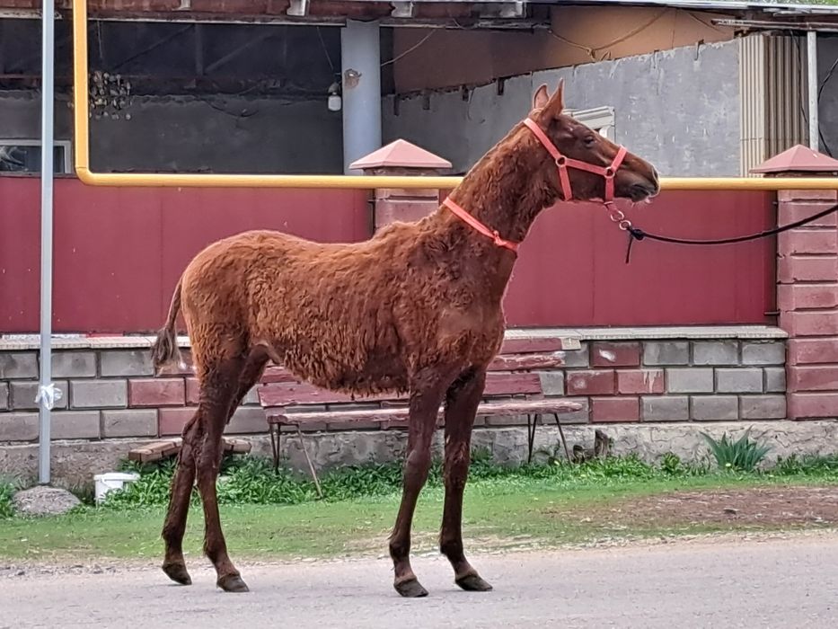 Продам Тая Жабагы Айгыр Лошадь Жеребчик