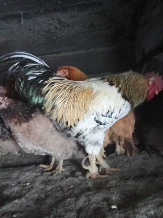 Продам петухов на племя