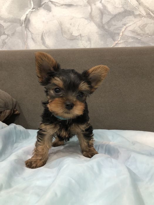 Щенки Йорка мальчики 2 месяца