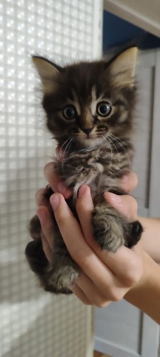 котята бесплатно