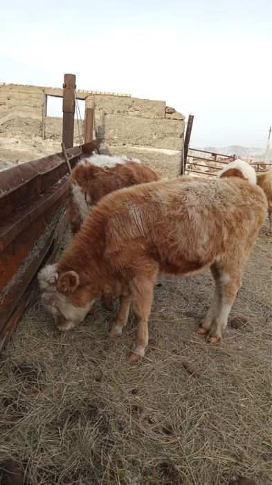 Кунажын сатылымда