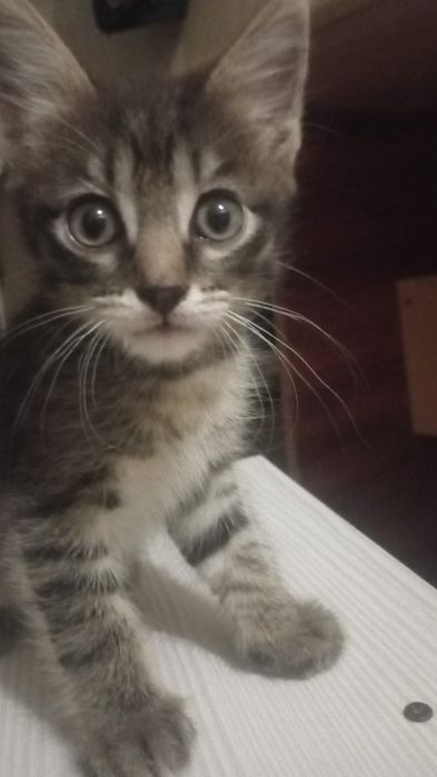 2 мальчика котята