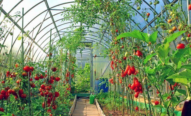 Удобрение в теплицу