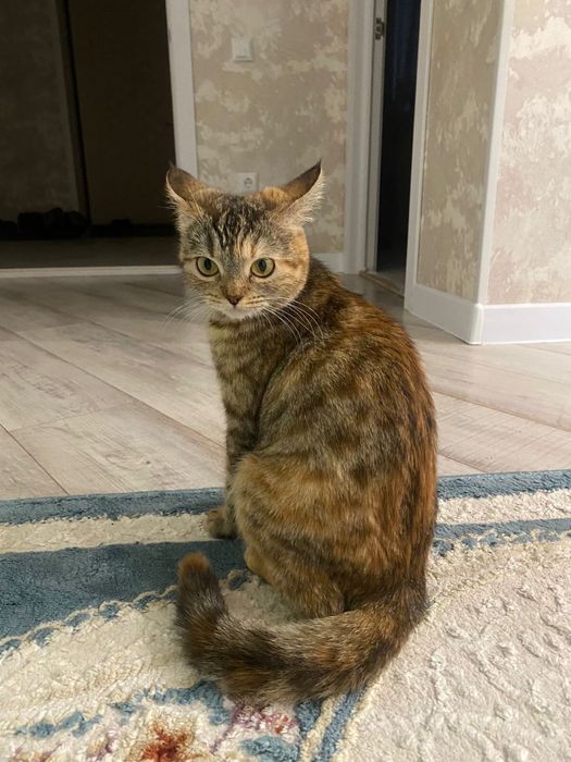 Отдам     Котят даром