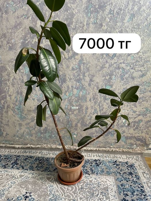 Комнатные растения,фикус,юфорбия(кактус) домашние растения…………………………..