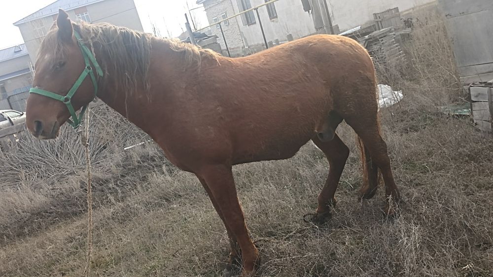 Айғыр  сатылады.