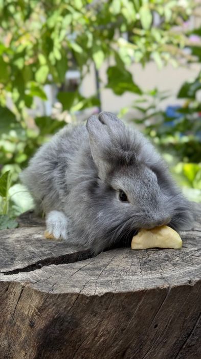 Продается кролик ангорка