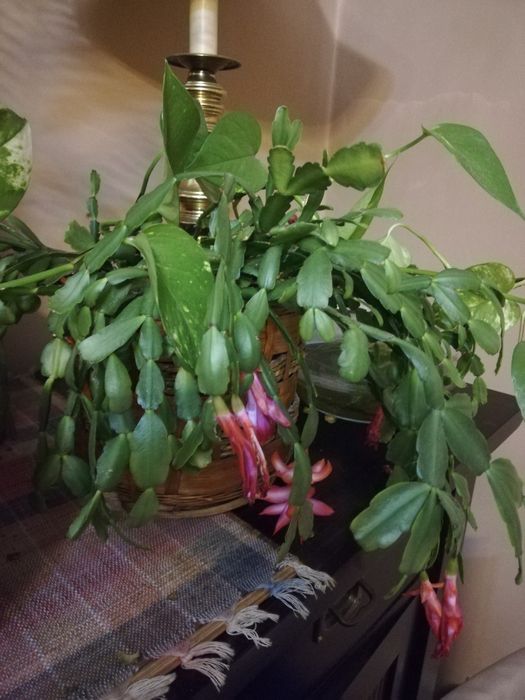 Plante de apartament pentru purificarea aerului