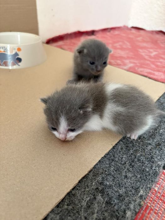 Отдам котят в добрые руки!