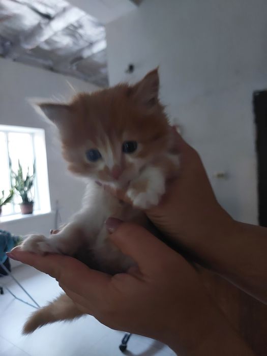 Отдаём котят в добрые руки