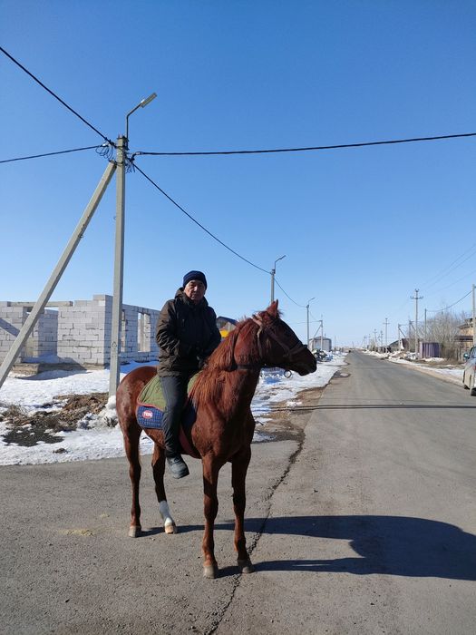 Жеребец на случной сезон Костанайский верховой упряжной породы!