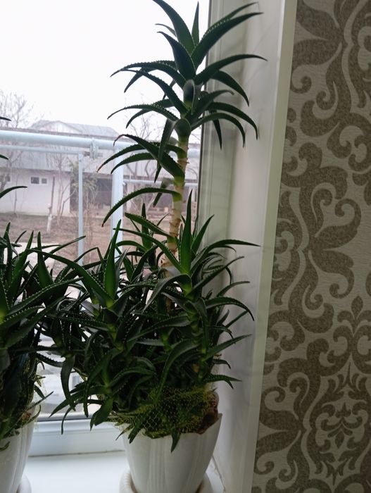 Продаётся алоэ Шымкент қаласы